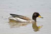 Yellow-billed Teal (Adult)