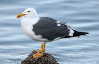 Yellow-footed Gull (Adult Summer)
