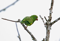 Yellow-chevroned Parakeet (Adult)
