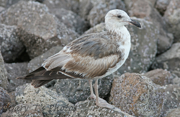 Yellow-footed Gull (1st Summer)