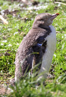 Yellow-eyed Penguin (Juvenile)