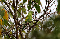 Yellow-chevroned Parakeet (Adult)