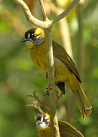 Yellow-eared Bulbul