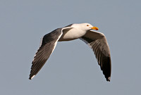 Yellow-footed Gull (2nd Summer)