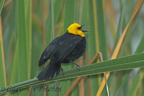 Yellow-hooded Blackbird (Male)