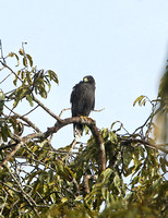 Zone-tailed Hawk (Juvenile)
