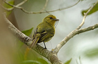 Yellow-breasted Flycatcher