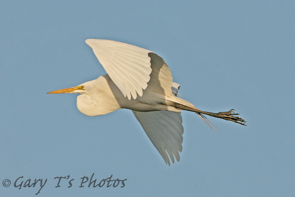 American Great White Egret (Adult Summer)