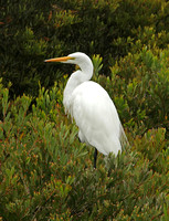 American Great White Egret (Adult Summer)