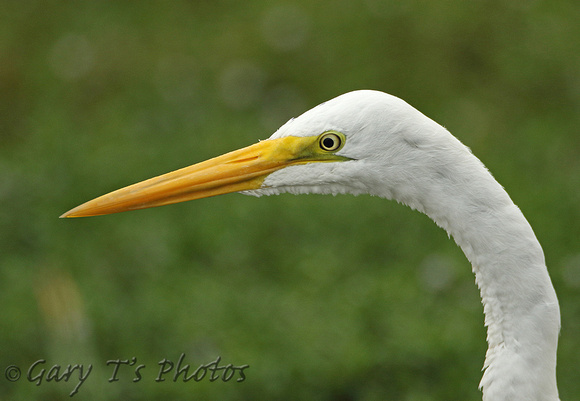 American Great White Egret (Adult Winter)