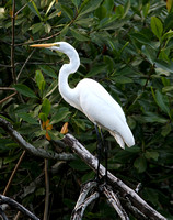 American Great White Egret