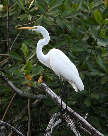 American Great White Egret (Adult Summer)