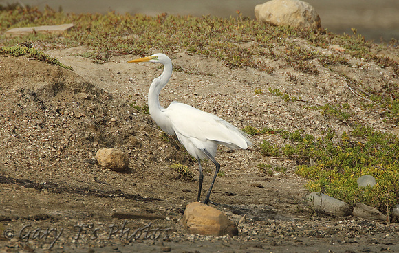 American Great White Egret (Adult Winter)