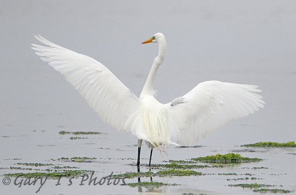 American Great White Egret (Adult Winter)