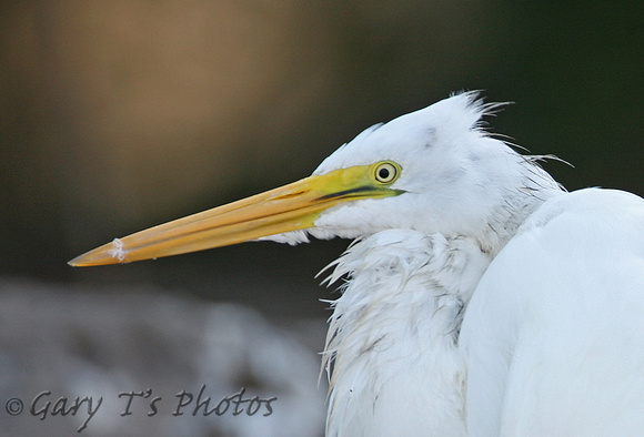 American Great White Egret (Adult Summer)