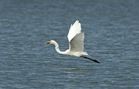 American Great White Egret (Adult Winter)