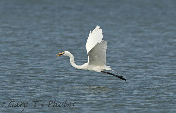 American Great White Egret (Adult Winter)