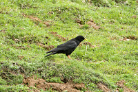 Alpine Chough