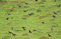 Alpine Chough