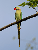 Alexandrine Parakeet (Male)