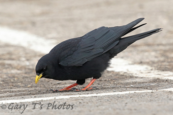 Alpine Chough