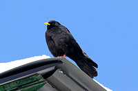 Alpine Chough