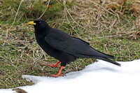 Alpine Chough