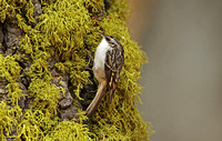 American Brown Creeper (Certhia americana)