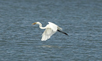 American Great White Egret (Adult Winter)