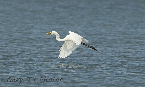 American Great White Egret (Adult Winter)