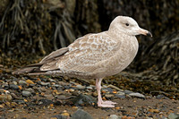American Herring Gull (1st Winter)