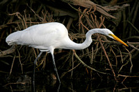 American Great White Egret (Adult Summer)