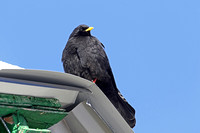 Alpine Chough