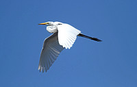 American Great White Egret (Adult Summer)