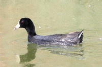 American Coot (Adult)