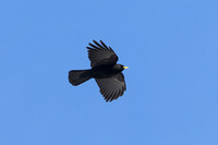 Alpine Chough