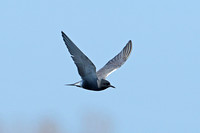 American Black Tern (Chlidonias niger surinamensis)