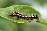 Yellow-tail (Euproctis similis - Caterpillar)