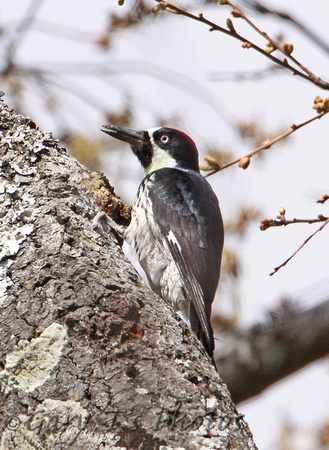 Acorn Woodpecker (Male)