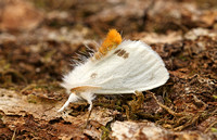 Yellow-tail (Euproctis similis)