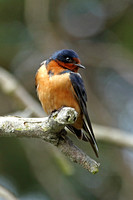 American Barn Swallow (Adult)