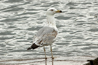 Yellow-legged Gull (2nd Winter)
