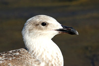 Yellow-legged Gull (1st Winter)