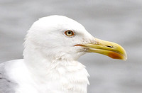 Yellow-legged Gull (3rd Summer)