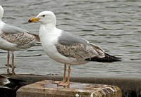 Yellow-legged Gull (2nd Summer)