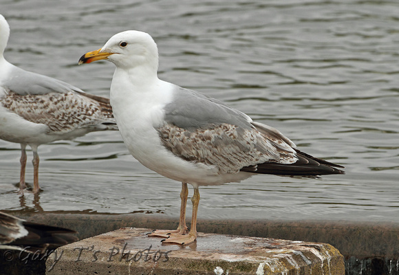 Yellow-legged Gull (2nd Summer)