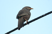 Yellow-billed Babbler