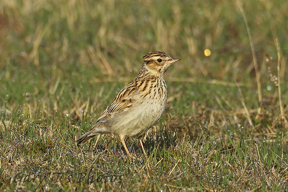 Woodlark