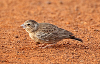 Ashy-crowned Sparrow Lark (Female)