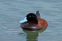 Andean Duck (Oxyura ferruginea - Drake)